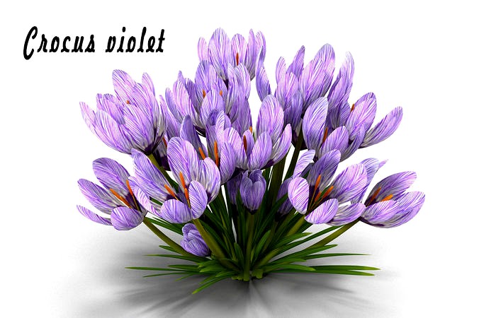 Crocus violet