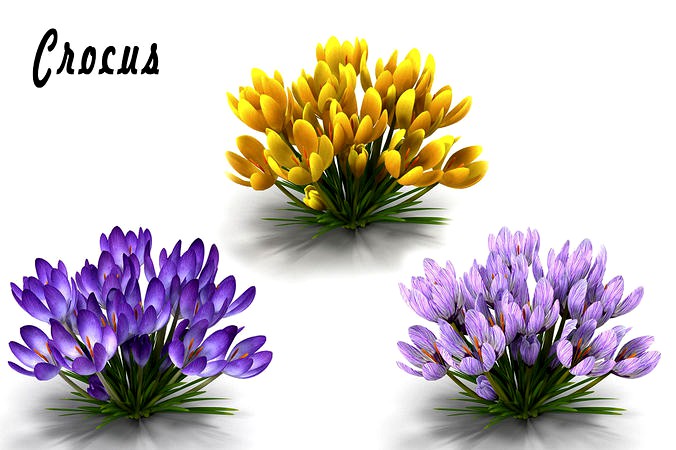 Crocus