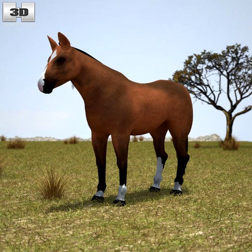 Thoroughbred