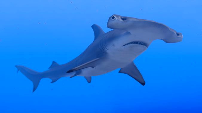 Hammerhead Shark