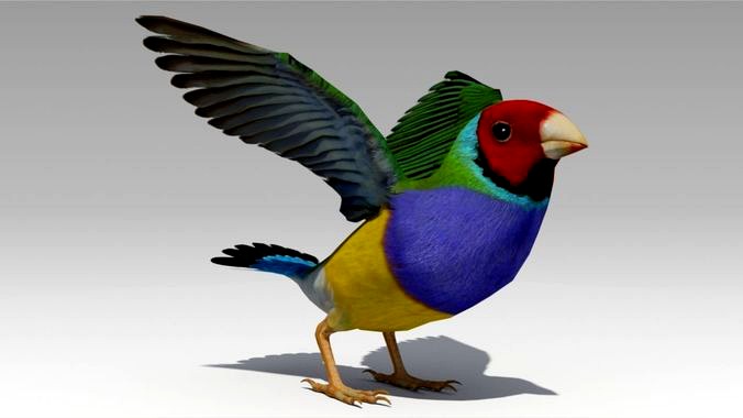 Gouldian Animated