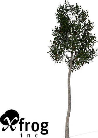 XfrogPlants Lodgepole Pine