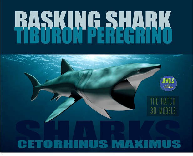 Basking Shark