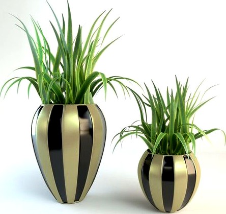 Decorative plants