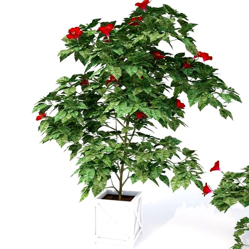 Hibiscus Plants - 3 Variations