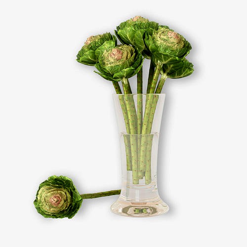 Brassica