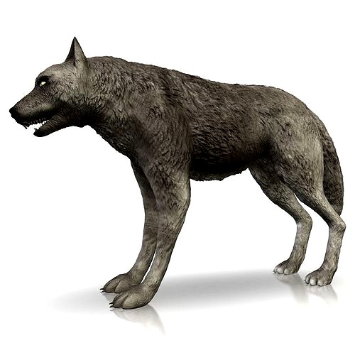 Detailed grey wolf