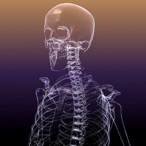 Skeleton of a Human X-Ray scan RenderReady