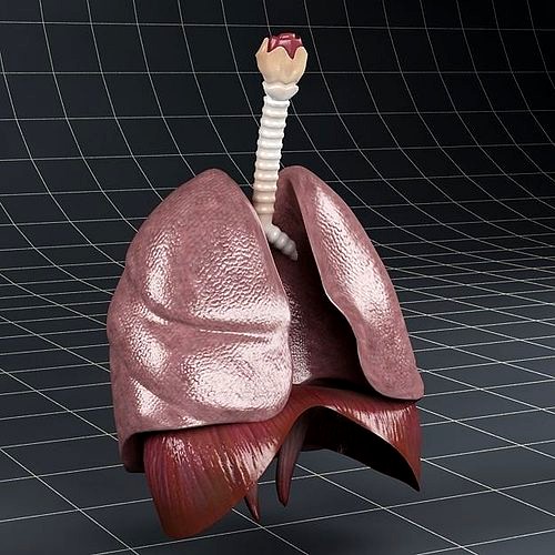 Anatomy Lungs Diaphragm