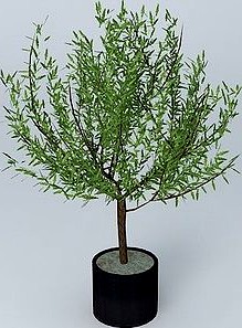 Oak stabilized plant green ref CHVAR400