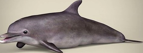 Low Poly Realistic Dolphin