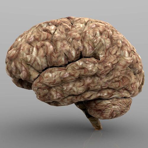 Brain with Interior and Texture