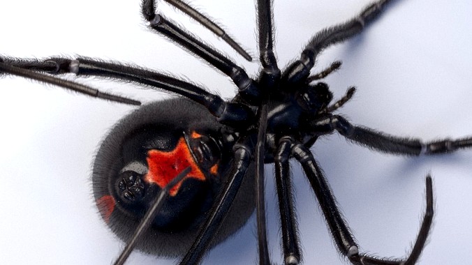 Black widow spider rigged and animated for Cinema 4d