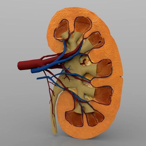 Kidney with Textures