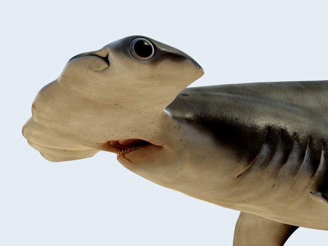 Hammerhead shark rigged and animated for Cinema 4d 3D model