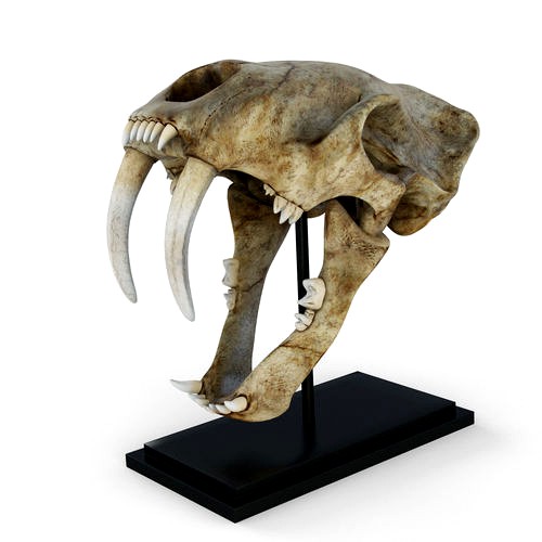 Saber tooth tiger skull