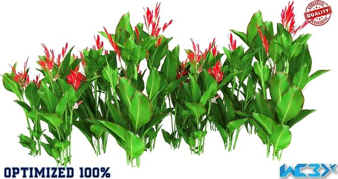 Plant Canna Indica Optimized