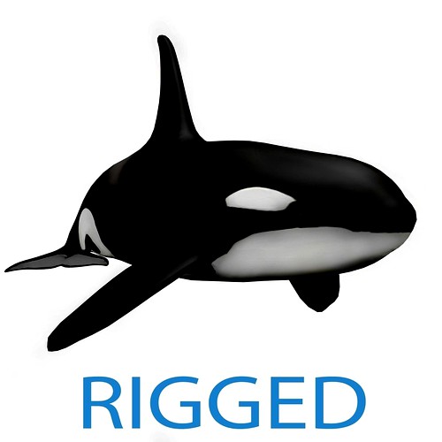 Killer Whale - Rigged
