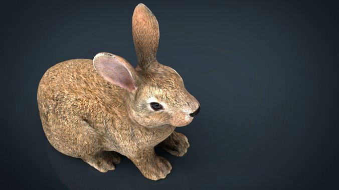 Rabbit