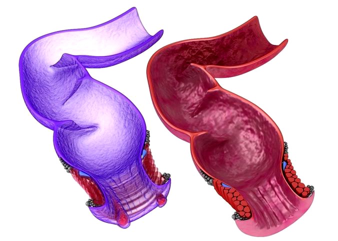 Human anatomy rectum and hemorrhoids