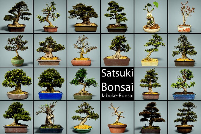 23 Bonsai Tree Collection