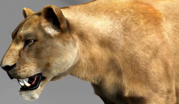 Lioness 3D Model