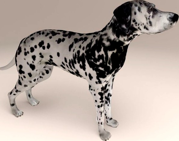 Dalmatian | 3D