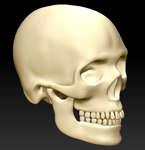 Human skull | 3D