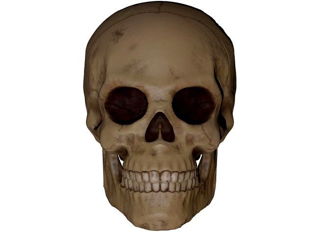 Skull 3D Print | 3D