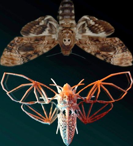 Deaths Head Hawkmoth Skeleton | 3D