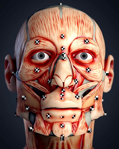 Cranial facial reconstruction - European male facial muscle | 3D