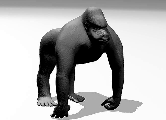 Gorilla | 3D