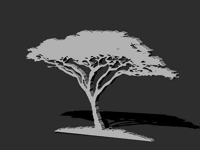 African Acacia Tree | 3D
