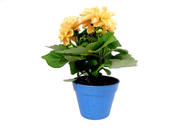 Small Plant Pot | 3D