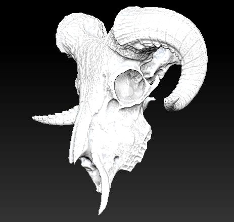 Ram skull | 3D