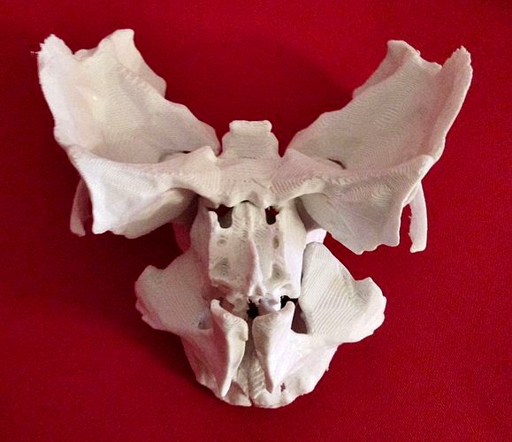 Face - Partial Skeleton Human | 3D