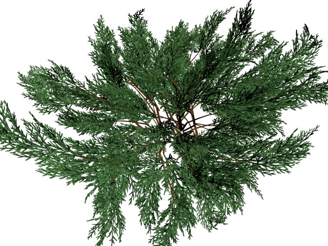 JuniperussabinaHigh 3D Model