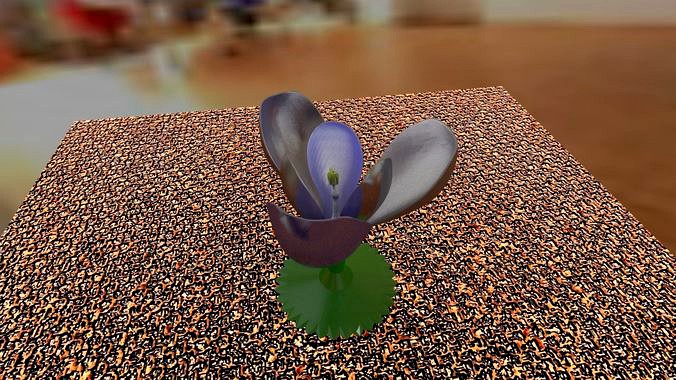 Crocus | 3D