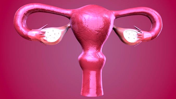 Female Reproductive system | 3D