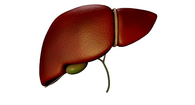 Liver and Bile Duct - Medically Accurate Hepatobiliary System | 3D