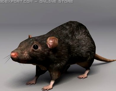 Rat 3D Model