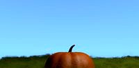 Pumpkin In Grass