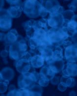 Animated bubble background