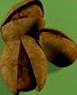 pistachios