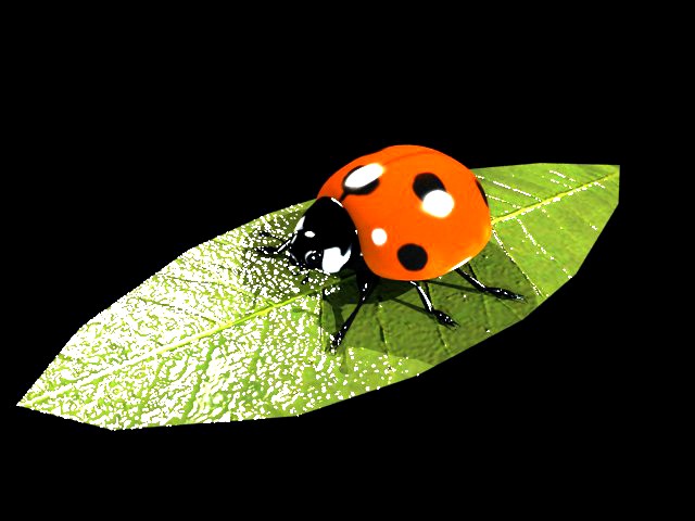 Ladybug