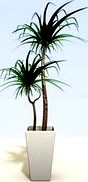 Yucca