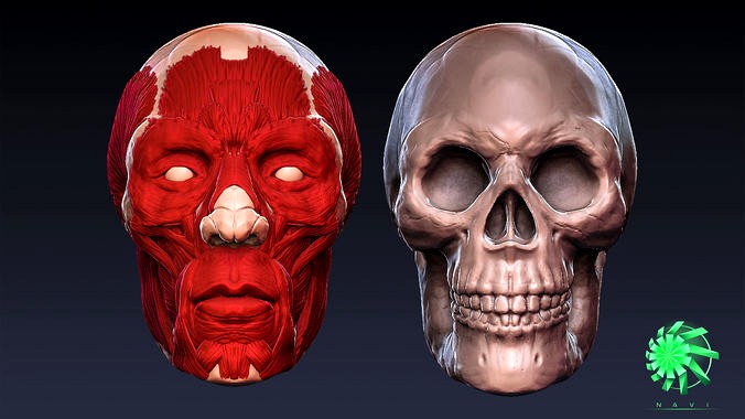 Head Skull and Muscles - Retopolized Sculpt Zbrush and 3ds max