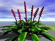 Exotic flower plant