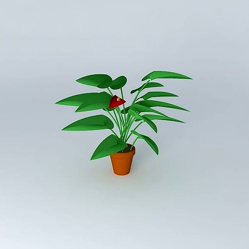 Anthurium