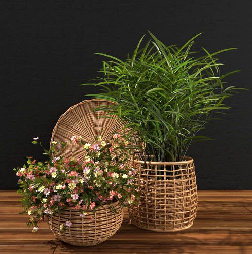 Plant in wicker basket